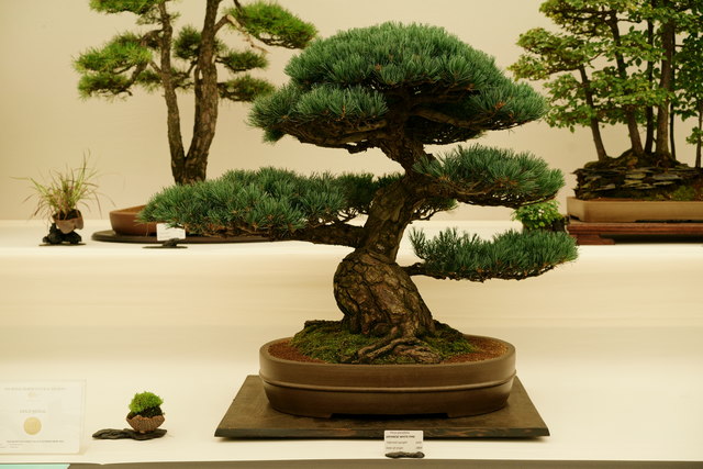 Bonsai Tree Wiring: Manipulating Branches for Desired Shapes and Positions