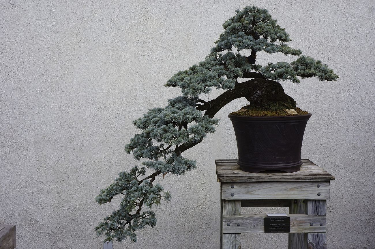 The Zen of Bonsai Tree: Cultivating Tranquility & Serenity and Mindfulness through Tree Care