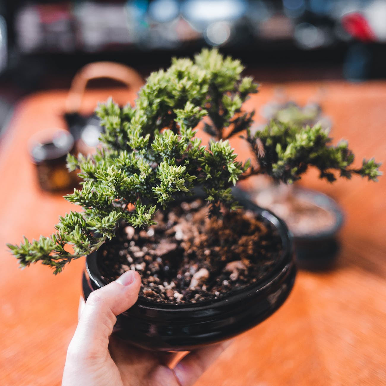 Indoor Bonsai Care: Art of Growing Indoor bonsai tree Indoors