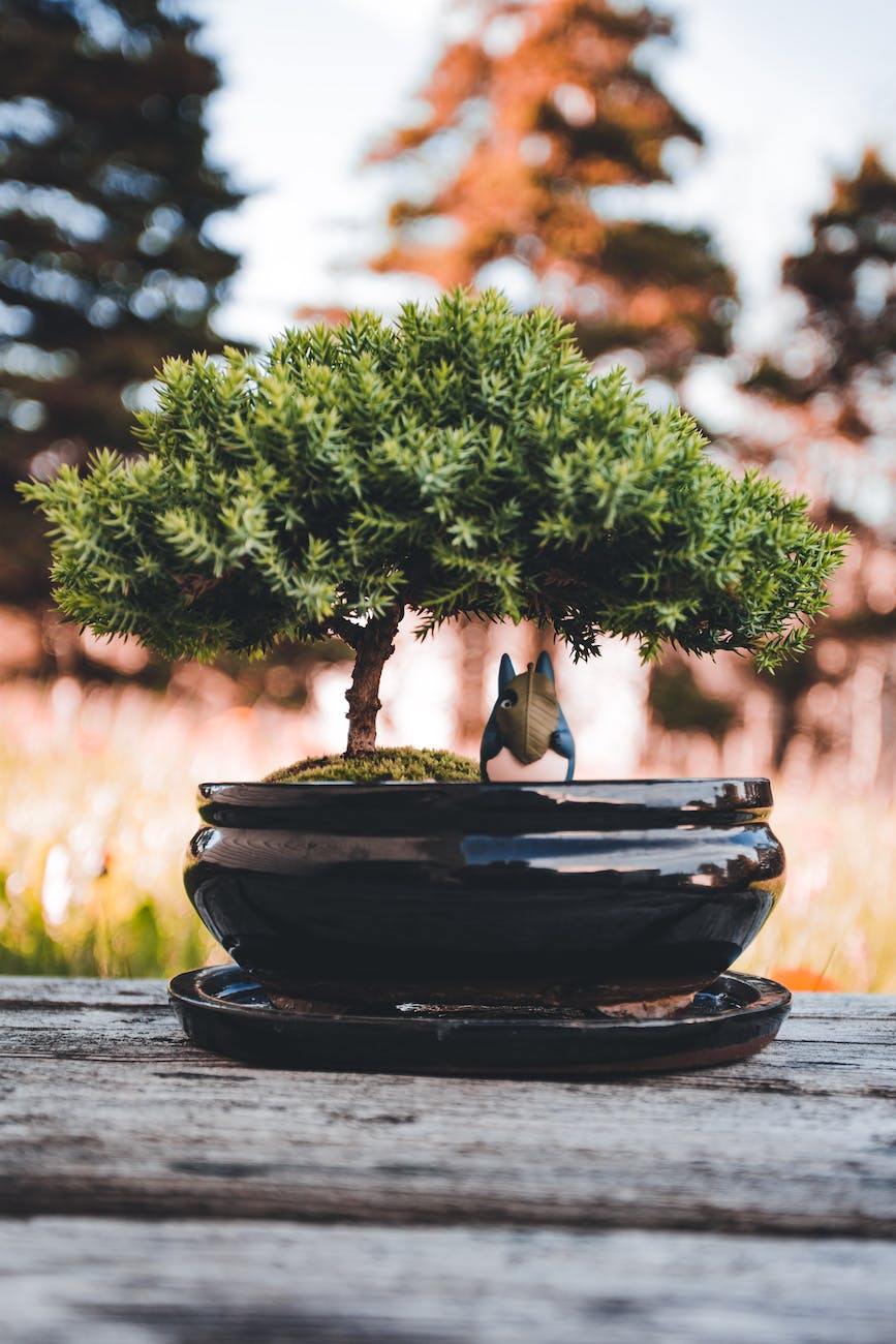 a close up photo of bonsai plant on a brown ceramic pot