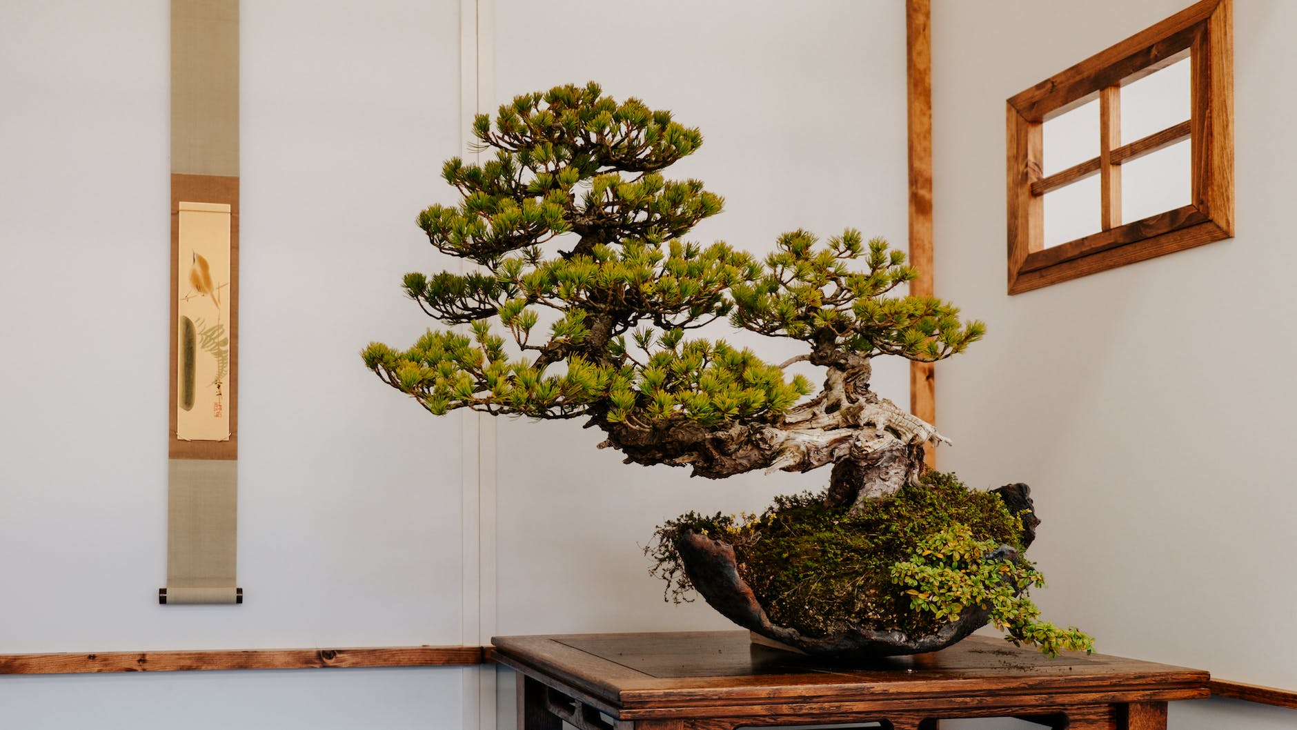 a bonsai on wooden table