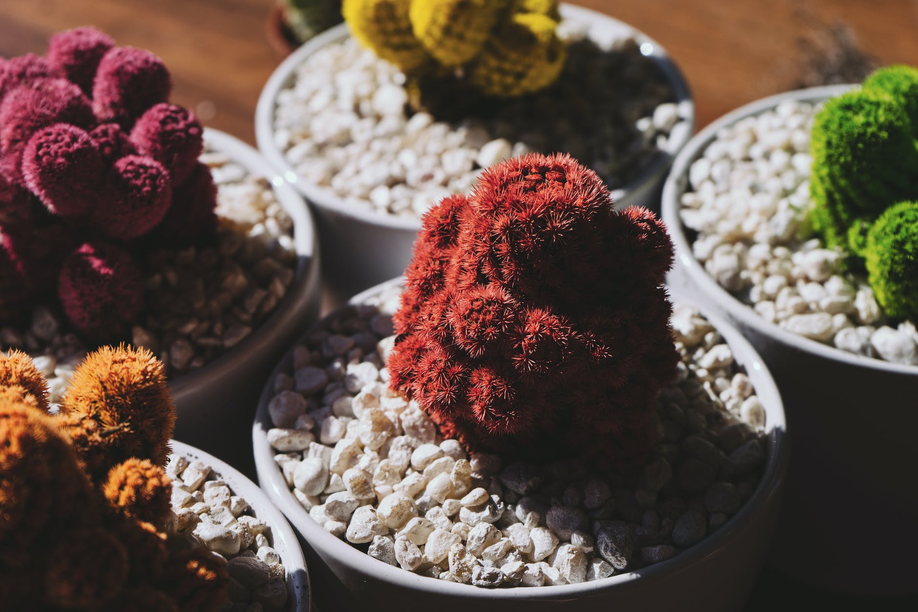 five assorted color succulent plants in pots