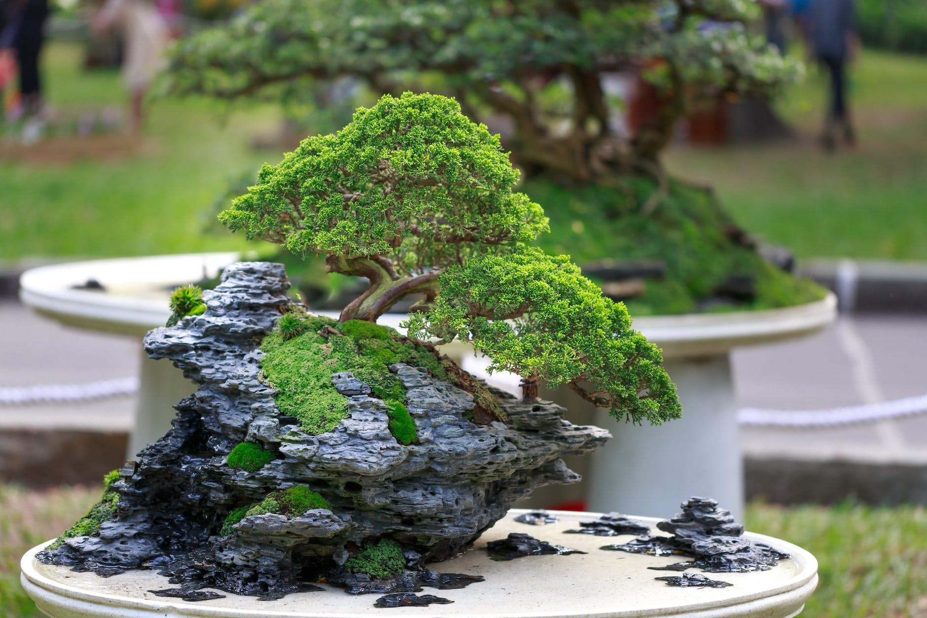 Exploring Different Bonsai Styles: Traditional vs. Modern Approaches