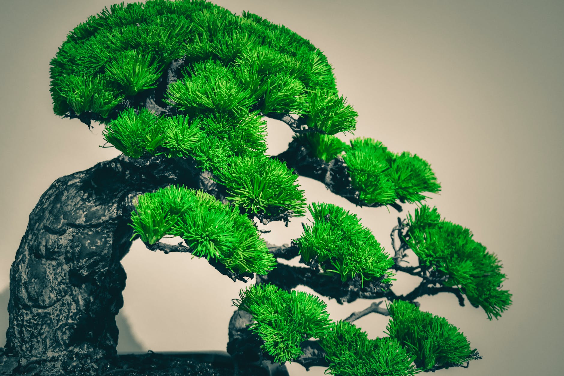 The Symbolism of Bonsai Tree: Exploring the Spiritual and Cultural Significance