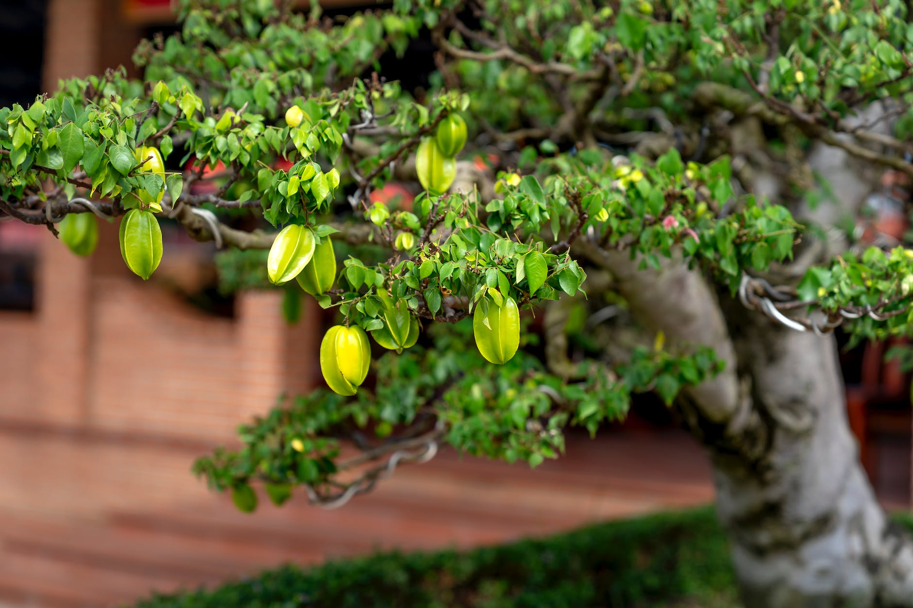 closeup of a bonsai tree with green leaves and fruits