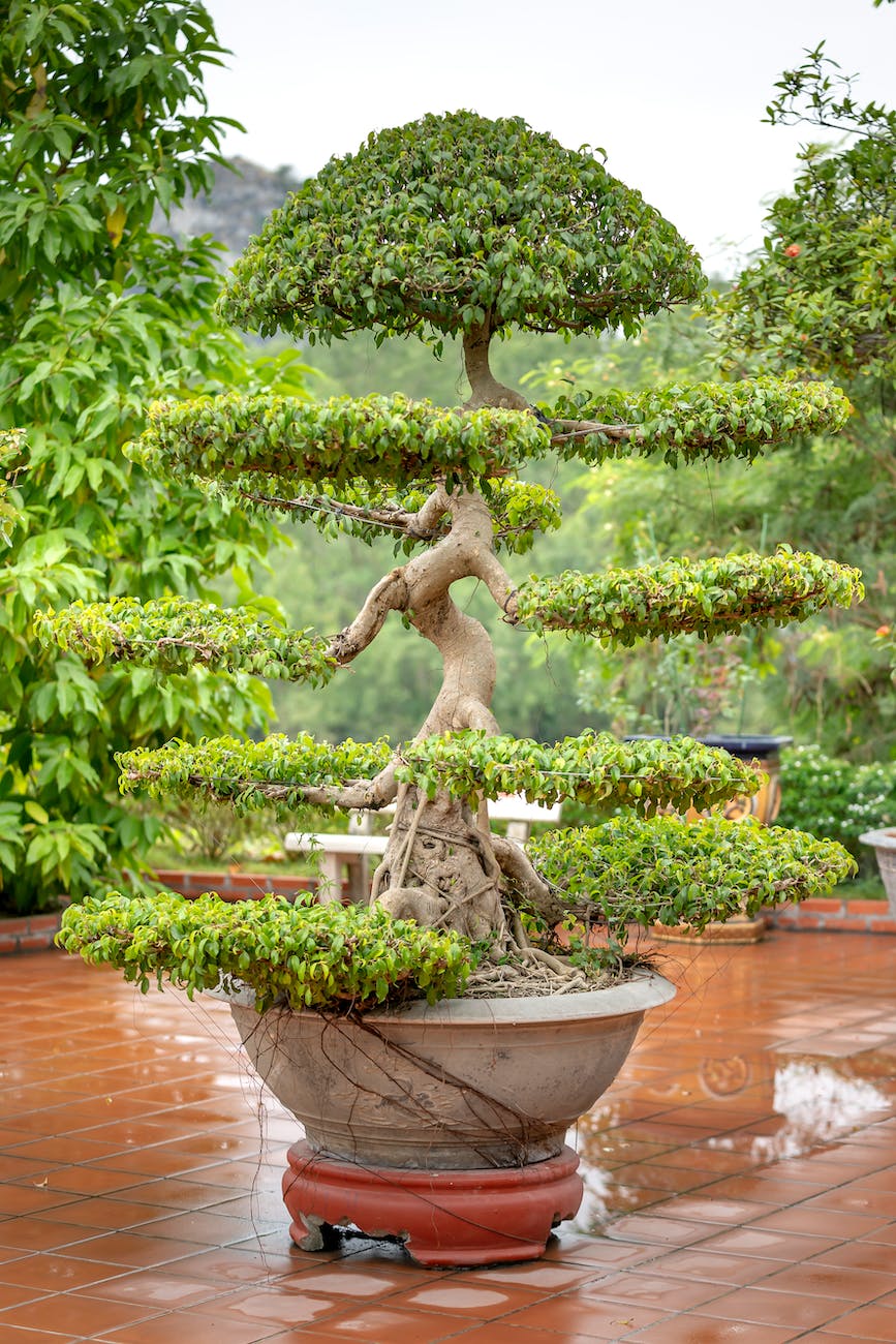a bonsai tree in a pot