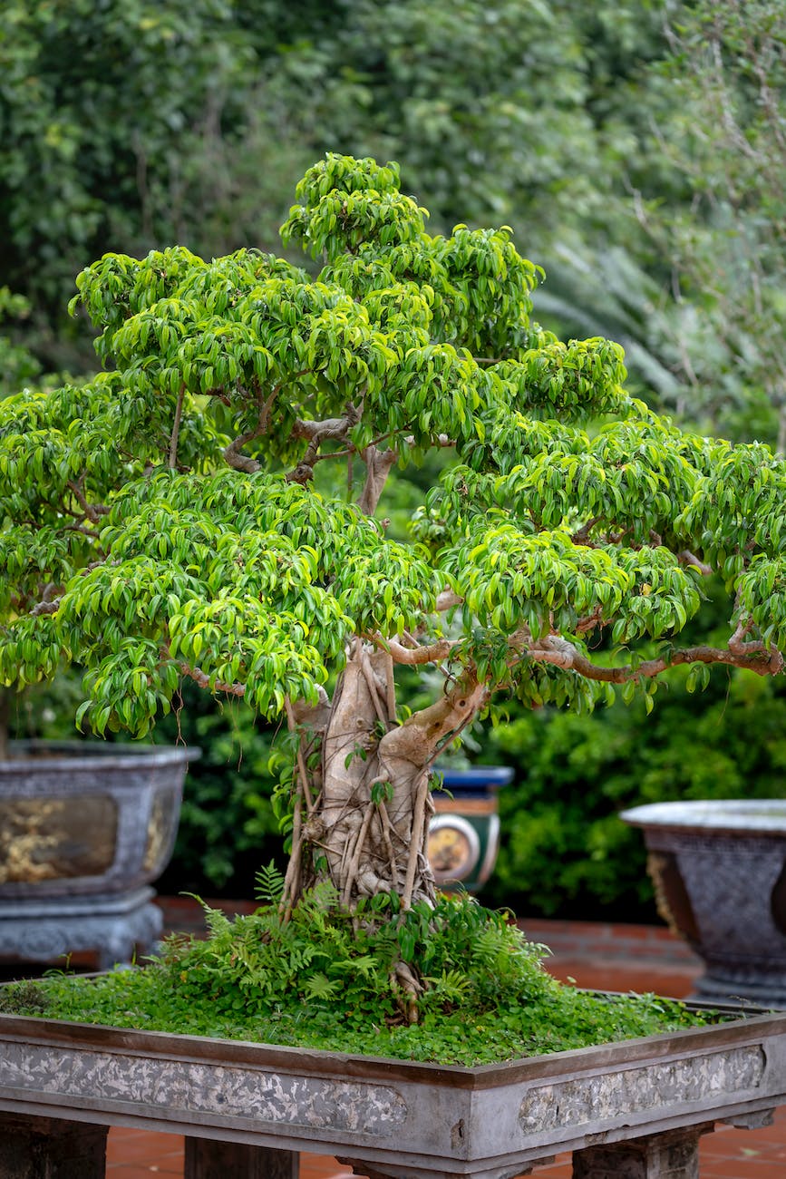Advanced Bonsai Techniques: Layering, Grafting, and Air Root Pruning