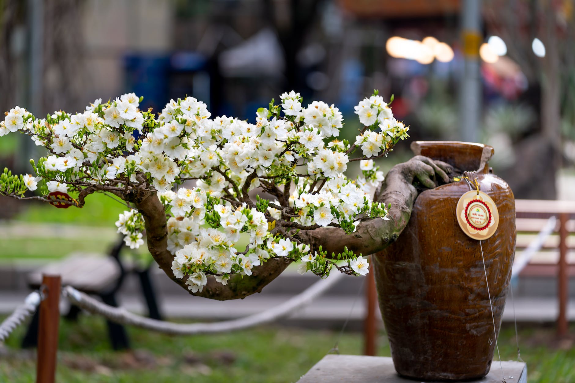white flowers in brown pot