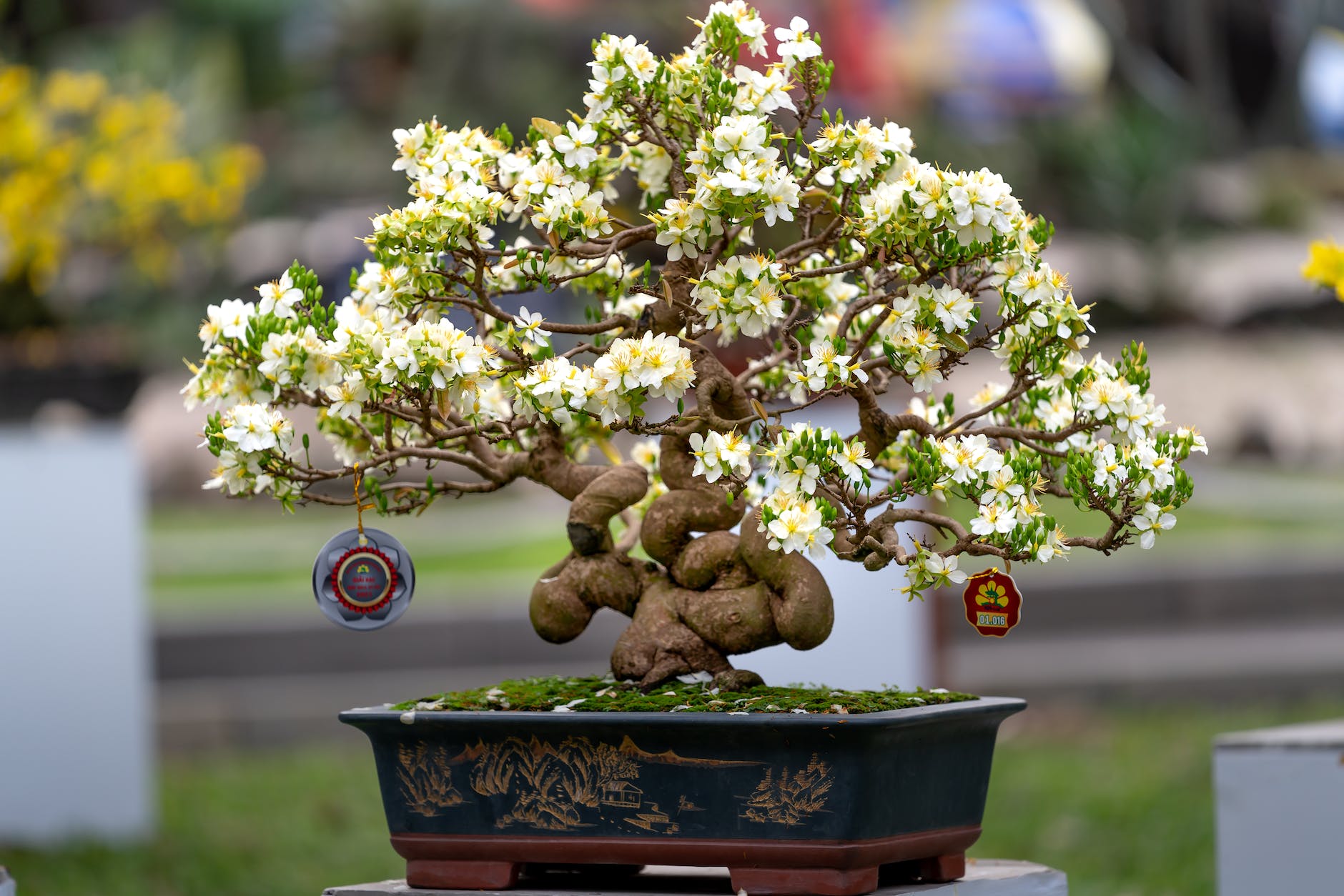 Troubleshooting Bonsai Tree Common Problems: Common Bonsai Problems and Solutions