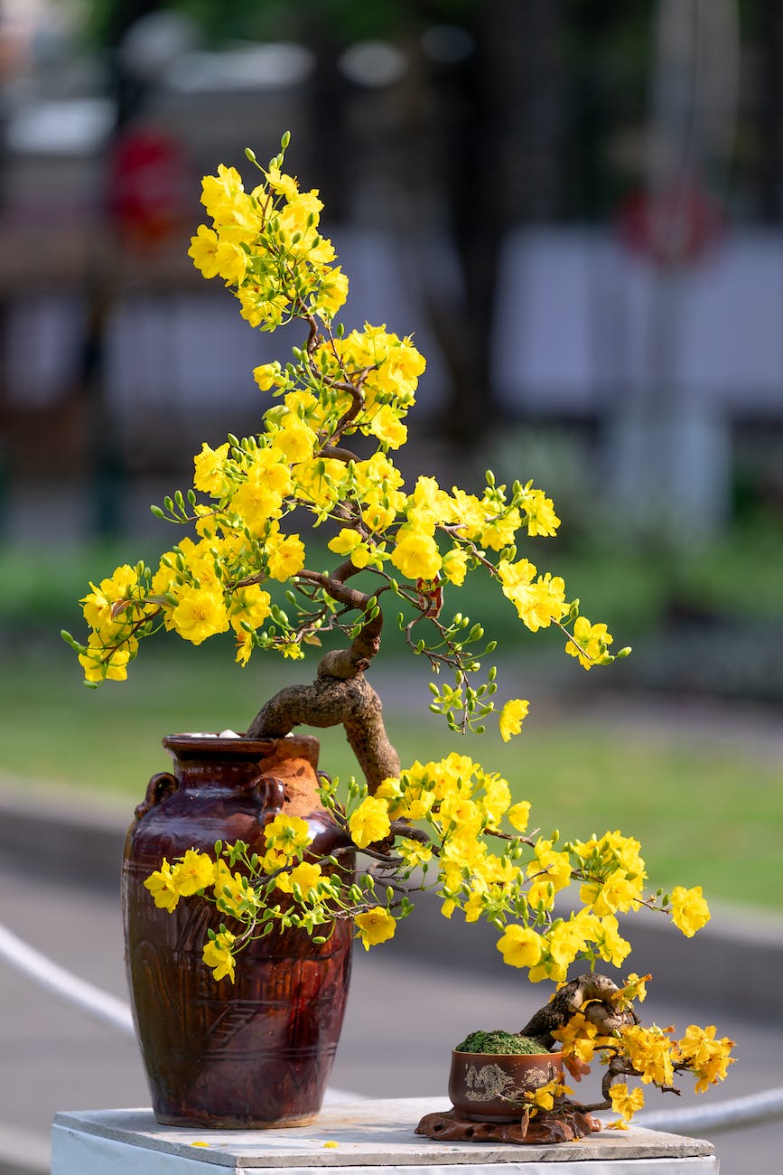 beautiful yellow flowers of a bonsai tree