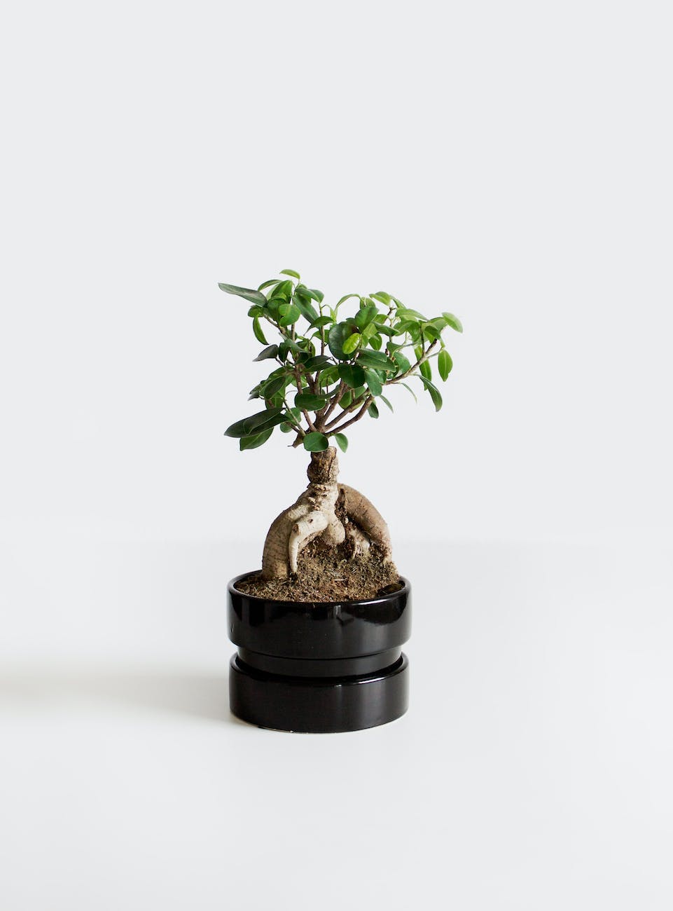 photo of a bonsai tree in a black pot