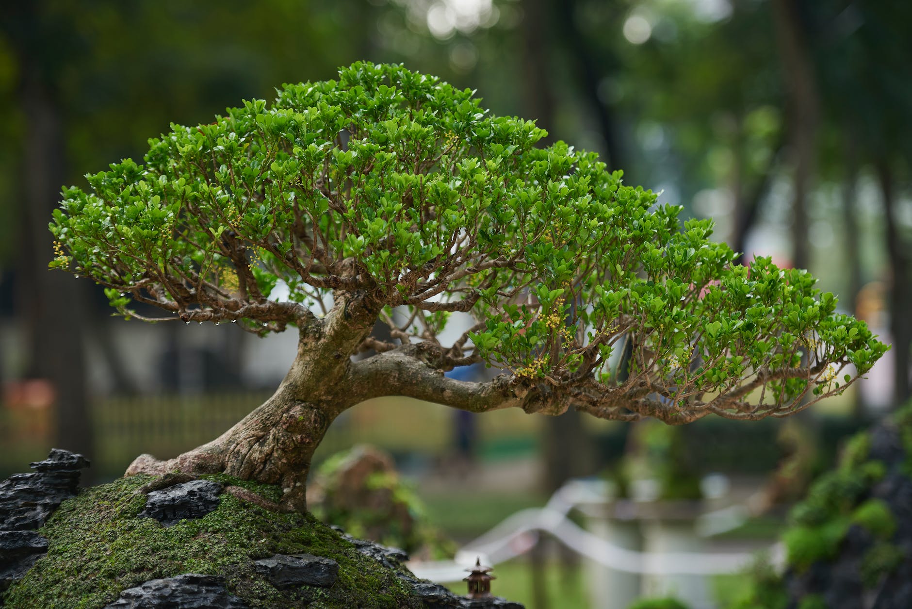 bonsai tree in close up view