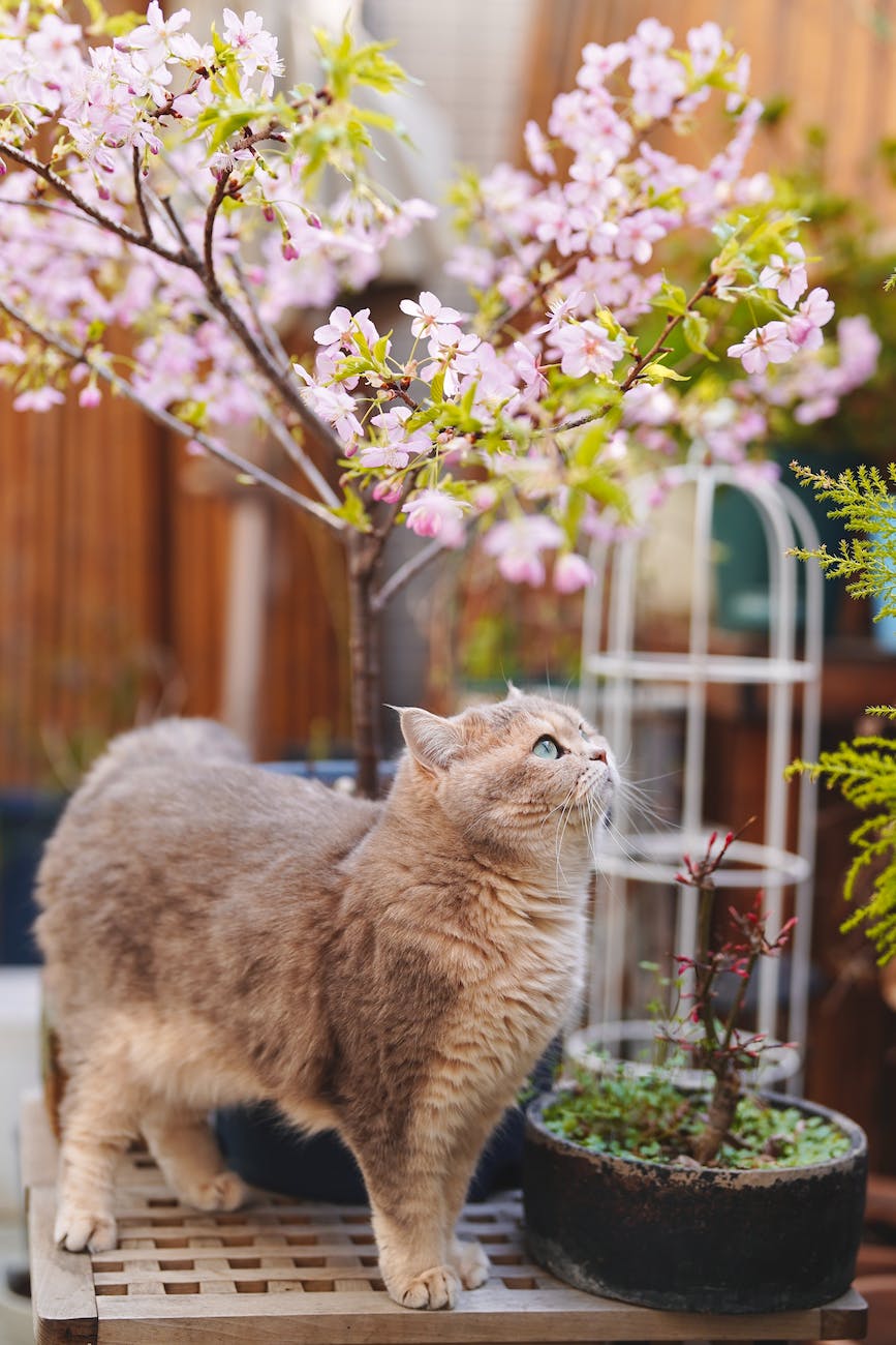 cat near bonsai plants