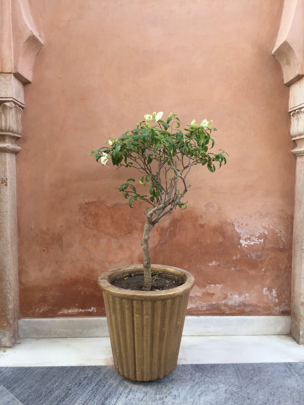 potted blooming snowrose tree in ancient house with decorative elements