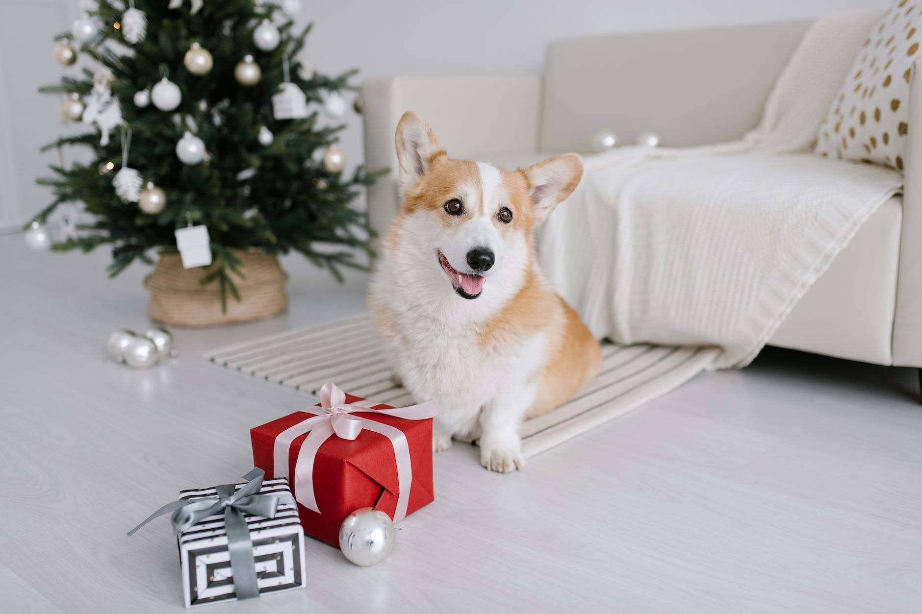 Top Handmade Pet Christmas Gifts: Holiday Treats and Fashion They’ll Love