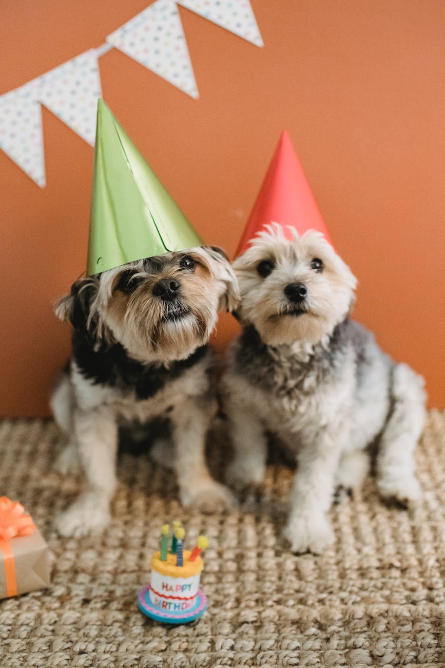 cute fluffy dogs in cone caps at birthday celebration