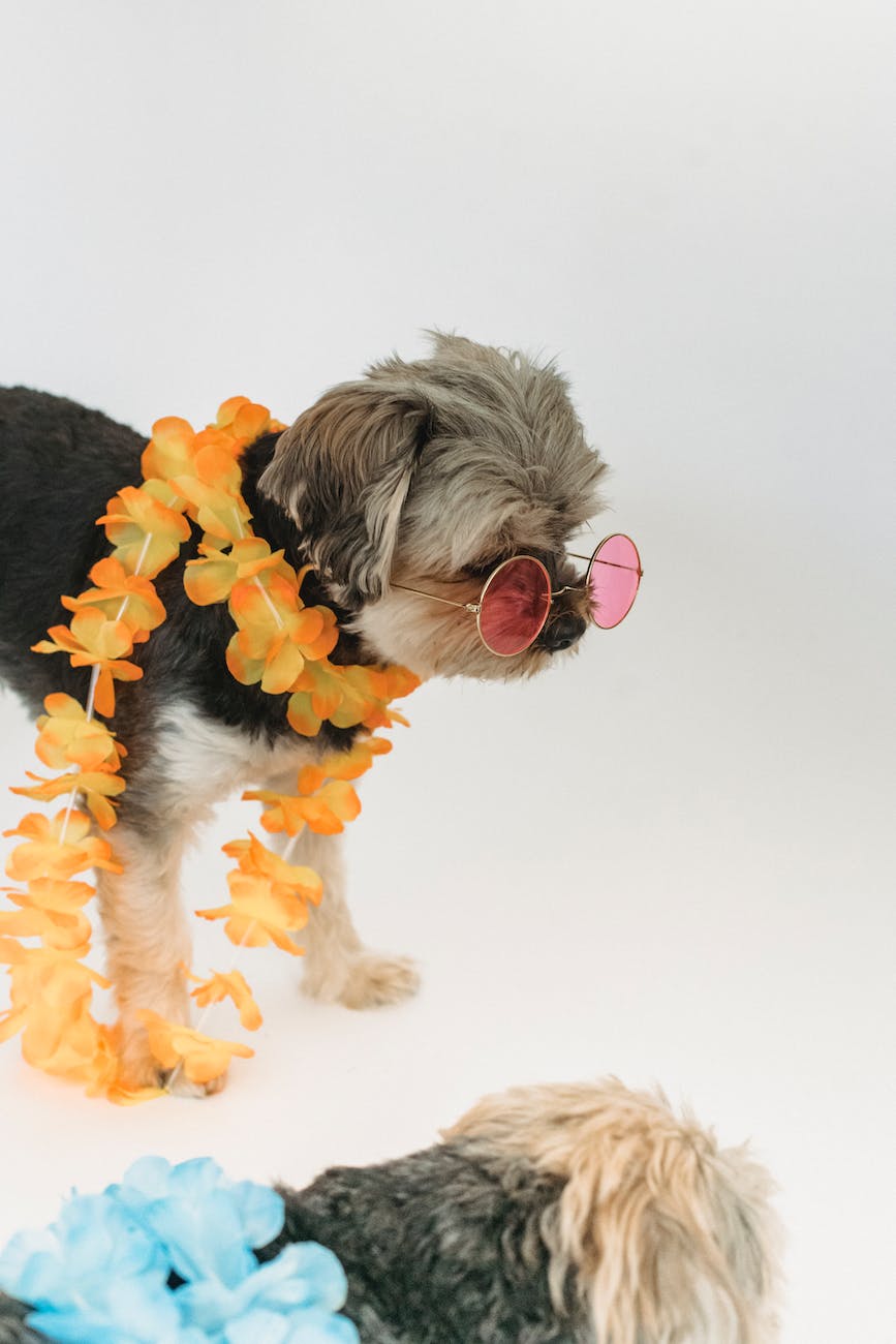 Personalize with Pizzazz: Adding Custom Touches to Pet Accessories