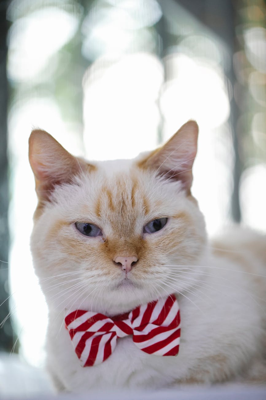 How to Make Trendy Pet Bow Ties: Quick Handmade Fashion for Formal Occasions