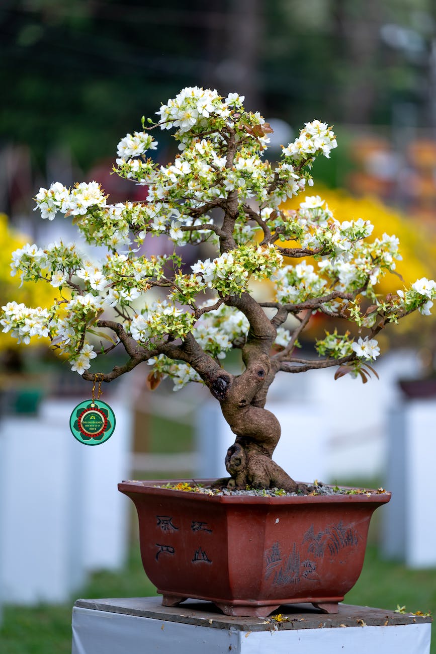 blooming yellow and white bonsai